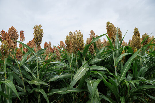 Jowar grain sorghum crop farm