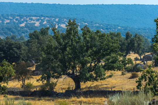 A large green oak tree stands behind a stone wall