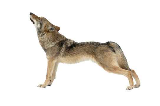 Howling grey wolf in full length isolated on white background