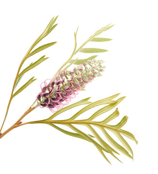 Grevillea (Dorothy Gordon) flowering branch, a pink and mauve Australian hybrid cultivar of Proteaceae, isolated on transparent  background for botanical, horticultural, and design use.