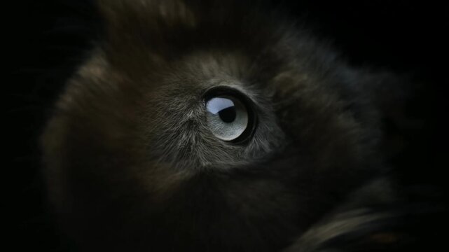 Hairy tarantula resting in darkness in extreme closeup with legs surrounding body