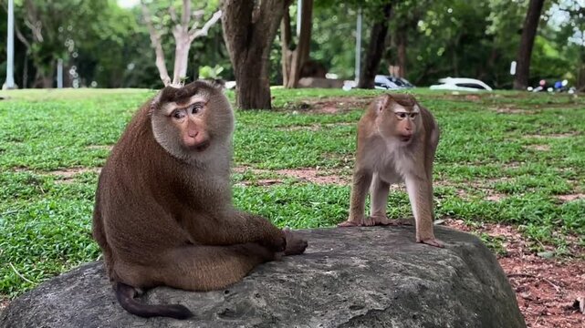 Two male pig-tailed macaques meet on a large rock in a public park in Phuket, Thailand. The animals interact actively, touching each other and displaying social behavior.