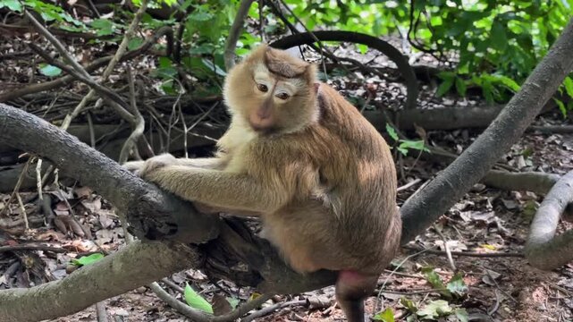 A female pig-tailed macaque rests on a thick branch amid dense tropical vegetation. The primate sits calmly in the forest, resting its forelimbs and hindlimbs on the branch.