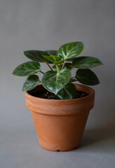 Fototapeta premium Indoor plant care and home gardening, small green houseplant in a terracotta pot with water droplets on leaves