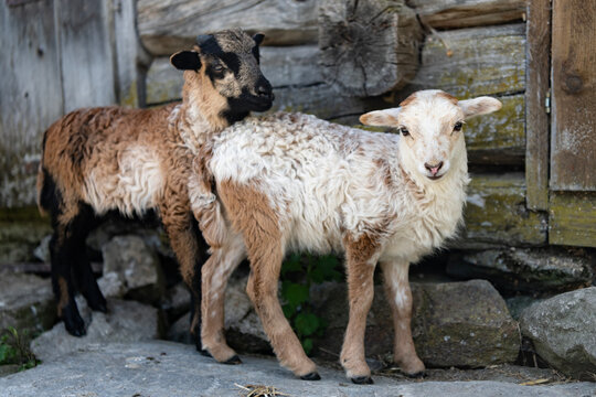 Sheep flock grazing at farming pasture in countryside. Farming domestic animals. Domestic animal on summer farm. Rural village with sheep. Sheep at flock