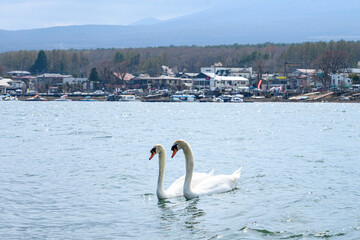 山梨県　山中湖の白鳥 © Hayato