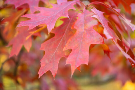 Nature fall season. Fall season forest. Autumn leaf natural foliage. Autumn nature. Red leaves on oak tree. Seasonal autumnal tree. Autumn red leaves. Red leaves ready to fall. Sunny fall morning