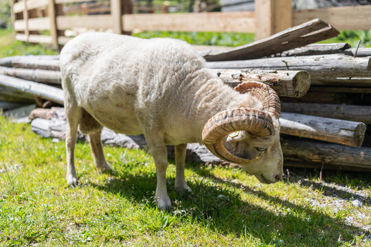 Domestic animal graze on summer farm. Rural landscape with sheep in rural farmland. Sheep in village. Sheep flock grazing at farming pasture outdoor. Graze in pasture countryside