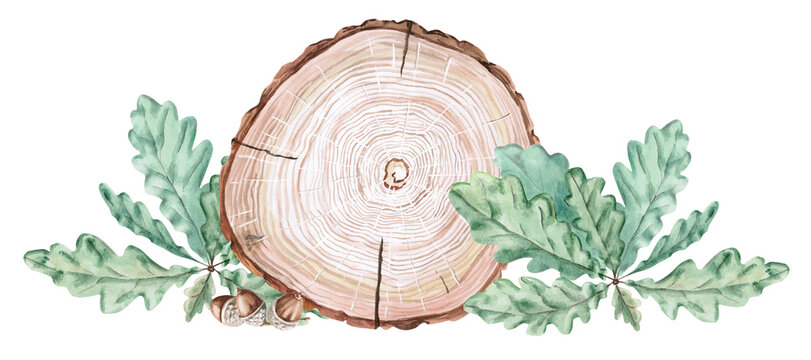 Watercolor illustration of a tree cut with green oak leaves and acorns. Suitable for cards, invitations, themed prints, wine packaging design, and eco-style interiors.