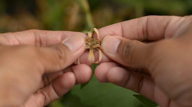 Hands Extracting Seeds from a Dried Zinnia Flower Head
