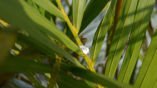 White Mealybug Pest Crawling on Green Palm Leaves
