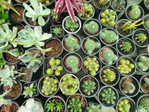 Collection of potted succulents and cacti displayed from above, various small green desert plants for home decor and garden projects.