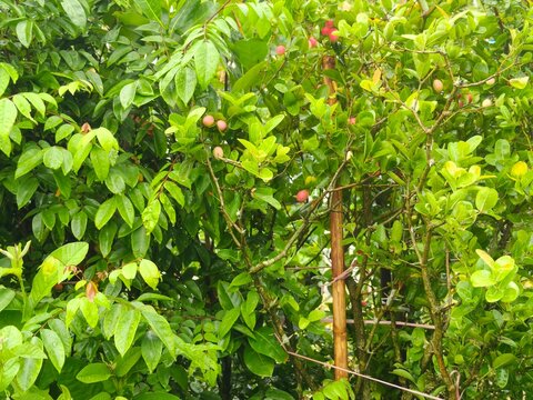 Fresh green carissa carandas bush with unripe pink berries and wet leaves during rainy season provides natural tropical backdrop for garden design projects.