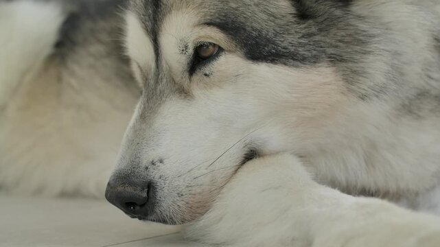 Close up shot of alaskan malamute waking up from sleep indoors.