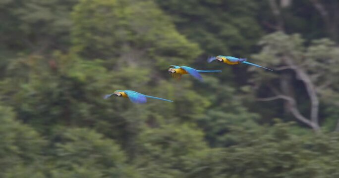 Three blue and yellow macaws fly in formation over lush green forest canopy.
