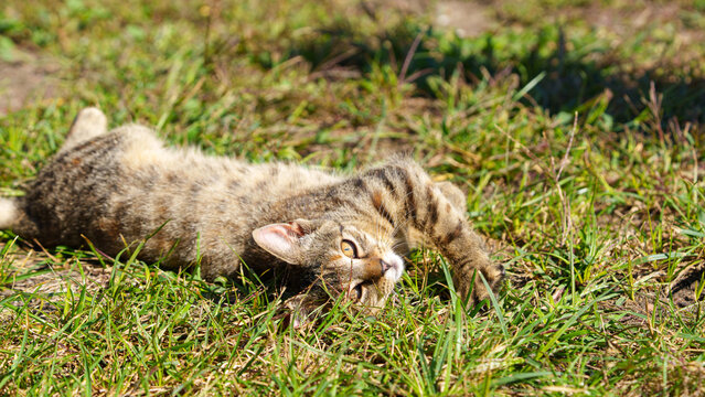 Playful tabby cat lying upside down on green grass in the sun