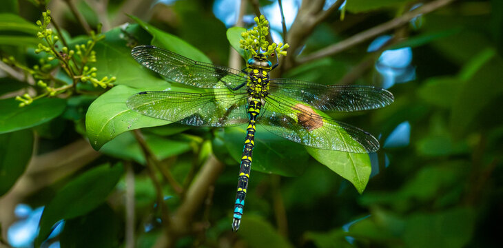 The dragonfly's large, compound multi-faceted eyes glisten with a brilliant blue-green hue. Two pairs of long, completely translucent wings are spread wide horizontally, revealing a complex, delicate 