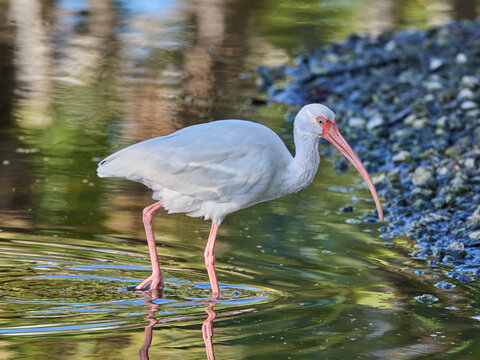 American white ibis Eudocimus albus wading in the water or pond or lake with beautiful reflections on the surface