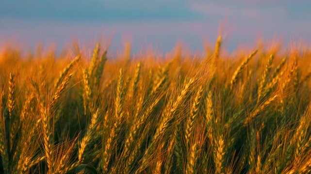 A wheat field in the rays of the setting sun, illuminating the golden ears, Harvest season. agricultural field landscape in slow motion