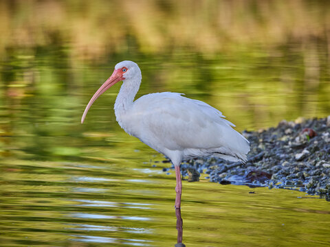 American white ibis Eudocimus albus standing in the water or pond or lake with beautiful reflections on the surface