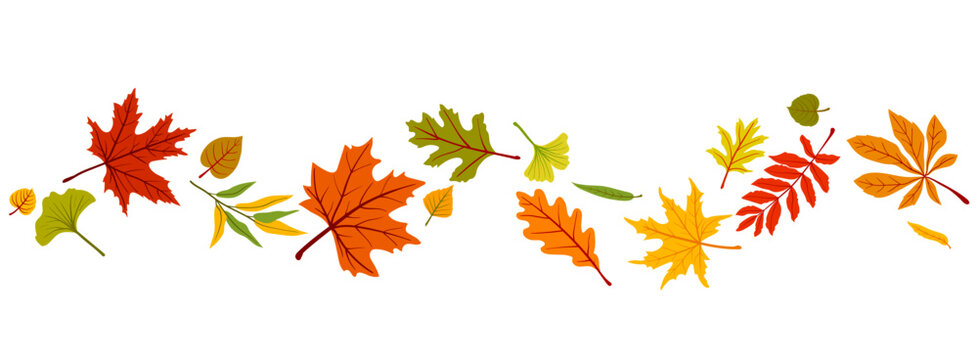 Autumn leaves banner with falling colorful foliage in a wave pattern. Horizontal vector background with maple, oak, rowan leaves isolated on white background, ideal for seasonal decor