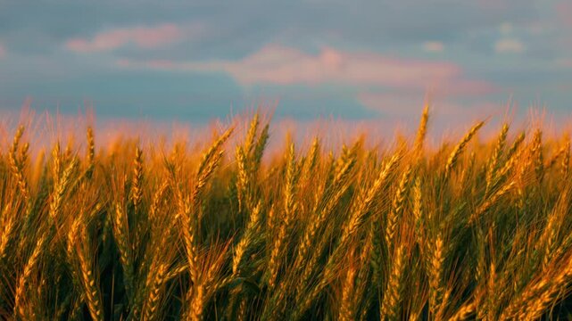 A wheat field in the rays of the setting sun, illuminating the golden ears, Harvest season. agricultural field landscape in slow motion