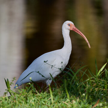 American white ibis Eudocimus albus standing by the lake in green grass with long curved beak