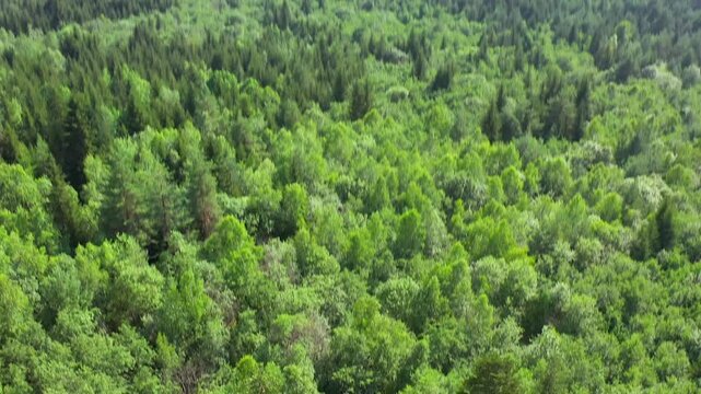Svaneti forest stretches in aerial view across dense mixed woodland in Dolra Valley near Mazeri, supporting biodiversity research, conservation media, ecotourism and Georgian mountain travel promotion