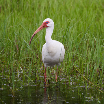 American white ibis Eudocimus albus with long curved beak wading through wet water in wetlands in green tall grass on overcast rainy day