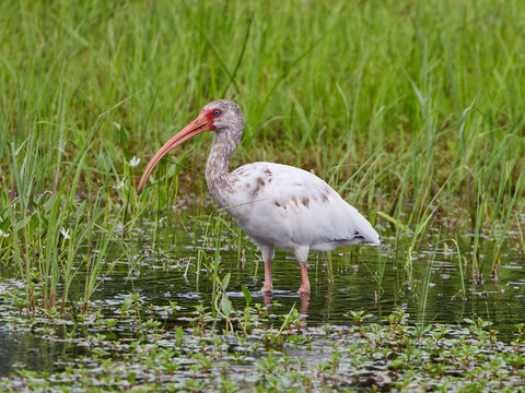 Juvenile Young American White Ibis Eudocimus albus wading through pond wetlands in thick long green grass on a rainy overcast day looking or hunting for food