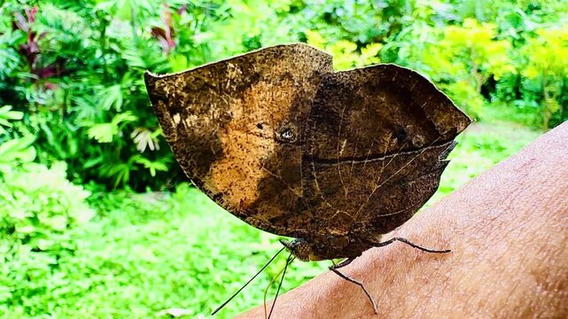 Close-up side view of an Indian leafwing butterfly resting peacefully on human skin outdoors. Leaves folded, resembling a dried leaf with brown camouflage patterns against a vibrant green forest backg