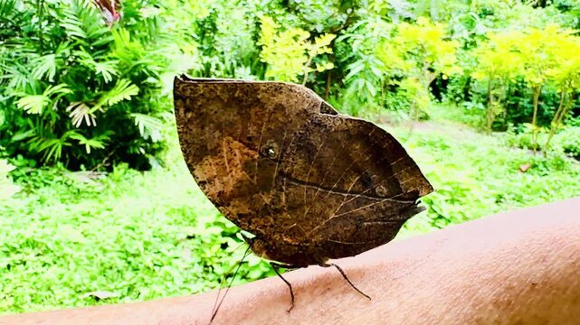Close-up side view of an Indian leafwing butterfly resting peacefully on human skin outdoors. Leaves folded, resembling a dried leaf with brown camouflage patterns against a vibrant green forest backg