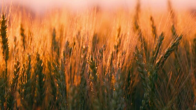 A wheat field in the rays of the setting sun, illuminating the golden ears, Harvest season. agricultural field landscape in slow motion