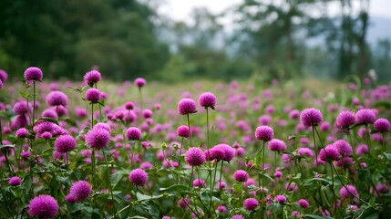 Obraz premium A field of vibrant pink globe amaranth flowers swaying gently in a lush green meadow under soft natural light