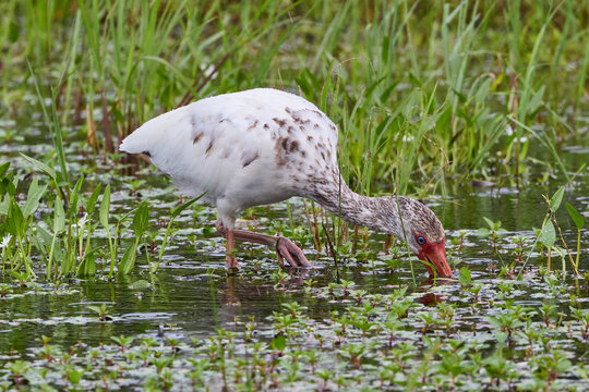 Juvenile Young American White Ibis Eudocimus albus wading through pond wetlands in thick long green grass on a rainy overcast day looking or hunting for food