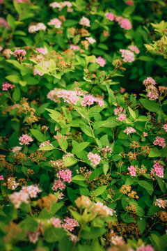 Japanese spirea shrub covered with delicate pink flower clusters and fresh green foliage, with scattered dry seed heads and soft natural bokeh in a summer garden