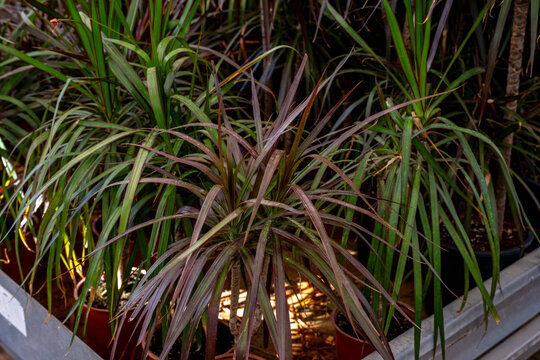 Cordyline australis, commonly known as the cabbage tree, or by its Māori name of tī or tī kōuka, is a widely branched monocot tree endemic to New Zealand. It grows up to 20 metres tall with a stout tr