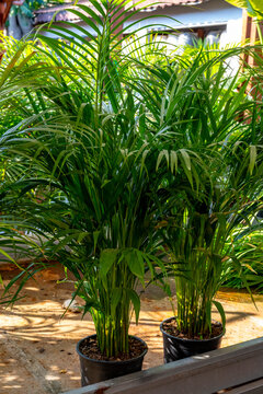 Cordyline australis, commonly known as the cabbage tree, or by its Māori name of tī or tī kōuka, is a widely branched monocot tree endemic to New Zealand. It grows up to 20 metres tall with a stout tr