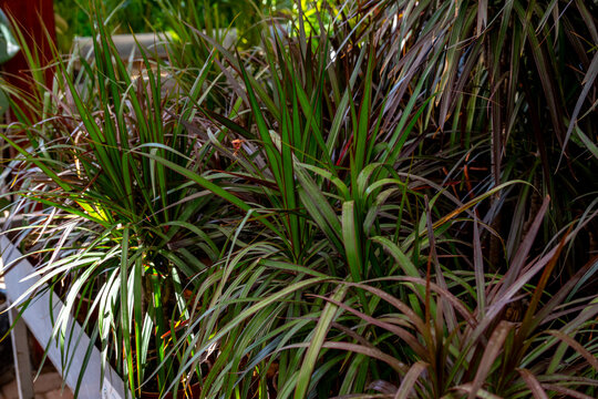 Cordyline australis, commonly known as the cabbage tree, or by its Māori name of tī or tī kōuka, is a widely branched monocot tree endemic to New Zealand. It grows up to 20 metres tall with a stout tr