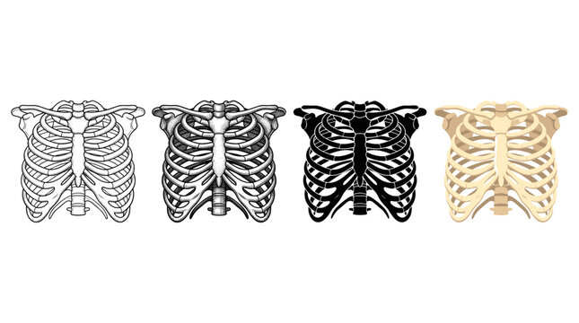Human ribcage anatomy in four designs outline engraving silhouette and color vector illustration