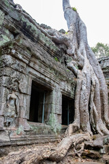 Obraz premium temple de Ta Prohm, complexe d'Angkor, Siem Reap, Cambodge