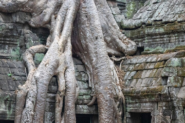 Fototapeta premium temple de Ta Prohm, complexe d'Angkor, Siem Reap, Cambodge