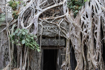 Obraz premium temple de Ta Prohm, complexe d'Angkor, Siem Reap, Cambodge