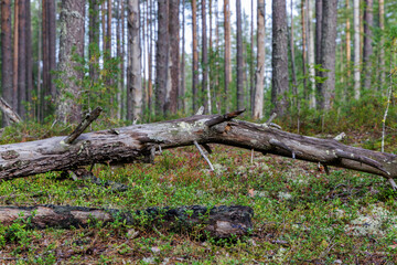 Scenic view of a weathered deadwood log laying over green mossy ground in northern european wild woods during early autumn. © Konstantin