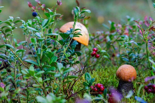 Close up of a leccinum mushroom surrounded by ripe red lingonberries and green moss in northern european woods.