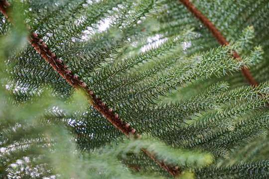 Lush green coniferous tree branch creating natural pattern