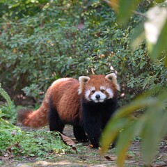 Obraz premium the lost red panda in the wild walking around, peeking cute panda from the bushes