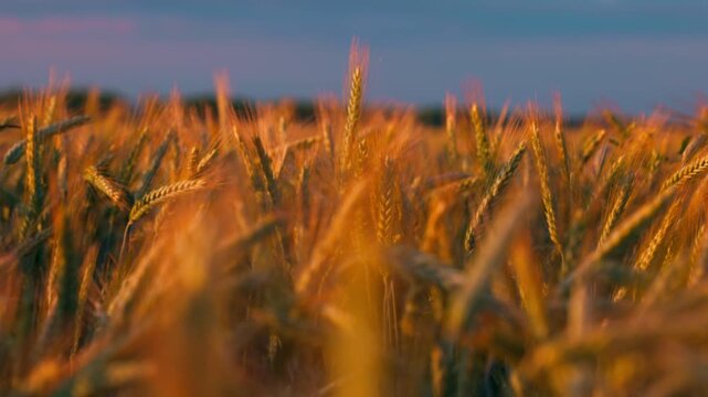 A wheat field in the rays of the setting sun, illuminating the golden ears, Harvest season. agricultural field landscape in slow motion