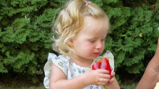 Toddler girl bites a fresh red bell pepper in a garden, healthy eating, homegrown vegetables, childhood nutrition and summer lifestyle.