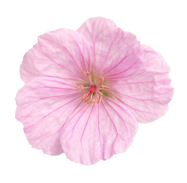 Fleur de G&eacute;ranium vivace rose